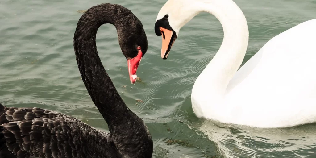 Avalon perspectives 2017